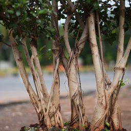 Yugen Agro Garden One of the largest Nursery in Kottai Nedumbassery Kerala