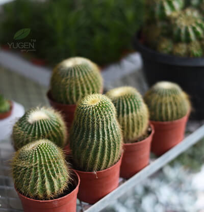 Yugen Agro Garden One of the largest Nursery in Kottai Nedumbassery Kerala