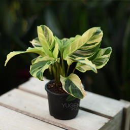 Yugen Agro Garden One of the largest Nursery in Kottai Nedumbassery Kerala