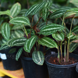 Yugen Agro Garden One of the largest Nursery in Kottai Nedumbassery Kerala