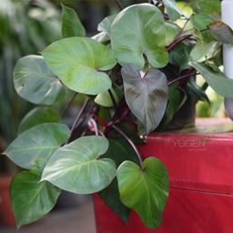 Yugen Agro Garden One of the largest Nursery in Kottai Nedumbassery Kerala