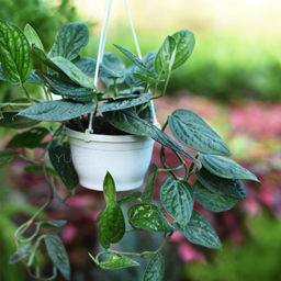 Yugen Agro Garden One of the largest Nursery in Kottai Nedumbassery Kerala